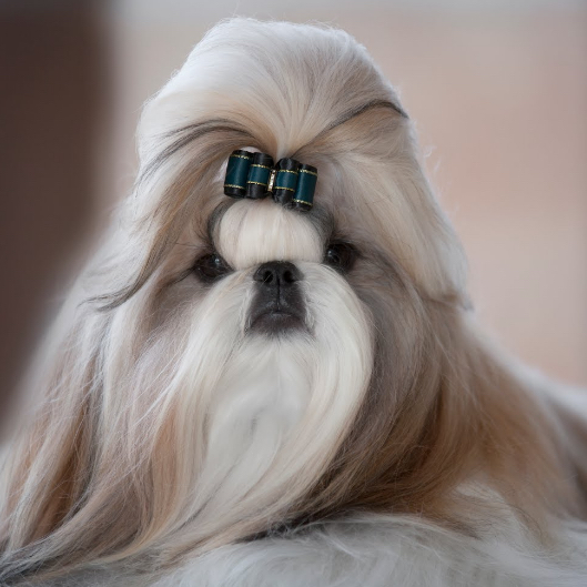 Ши Тцу - Гигиена