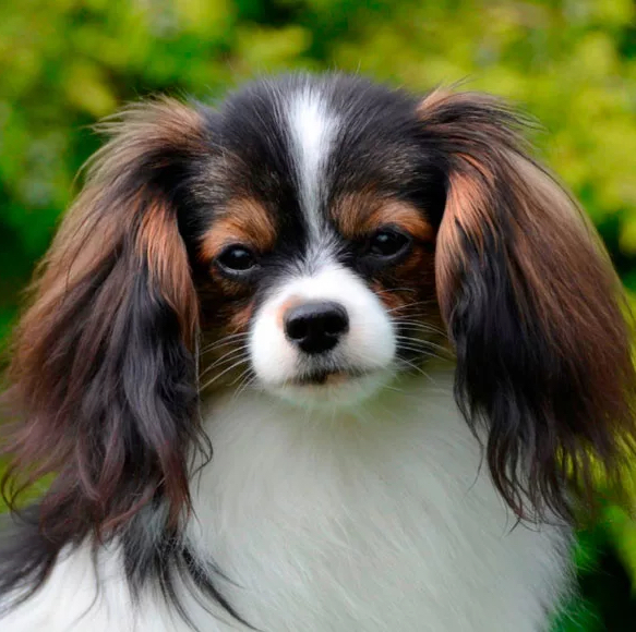 Папийон/Фален (Папильон) - Окантовка