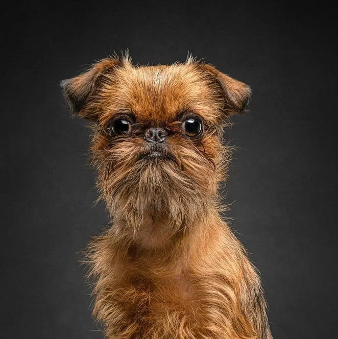 Грифон - Стрижка машинкой