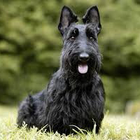 Скотч - Комплекс Модельная стрижка