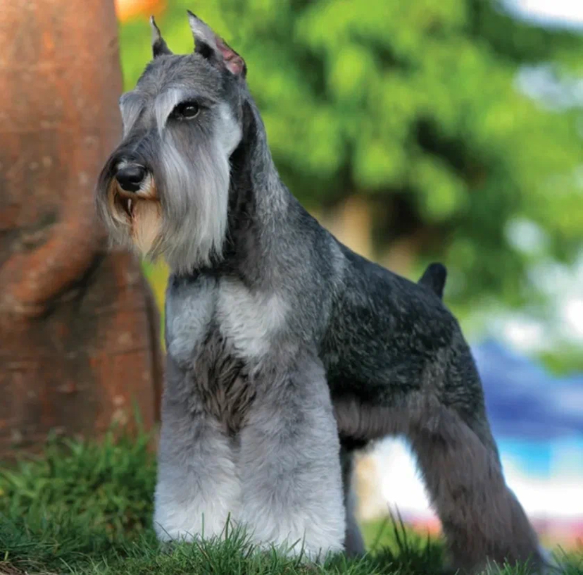 Цверг Шнауцер - Стрижка Коротко