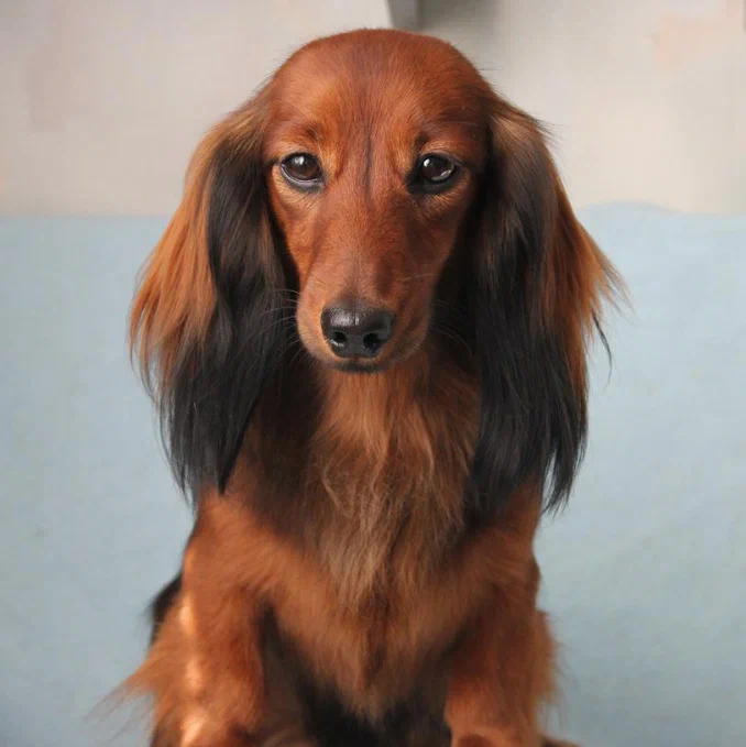 Такса Кроличья/Карликовая - Стрижка машинкой под одну корпус и лапы