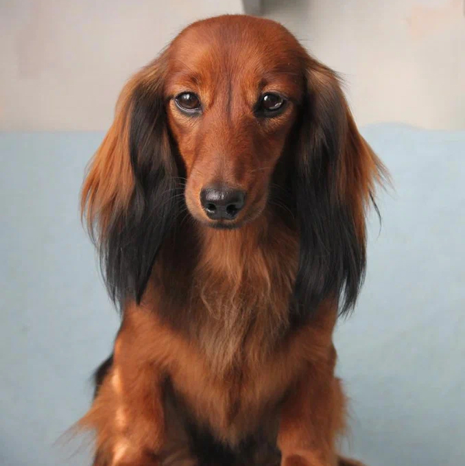 Такса д/ш - Окантовка