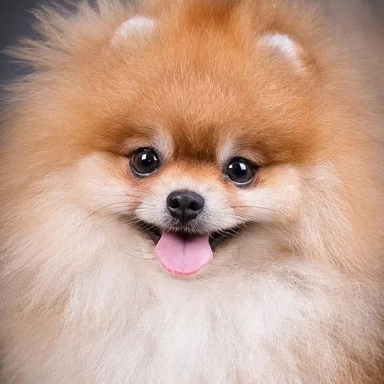 Шпиц Малый до 29см - Комплекс Породная (окантовка)