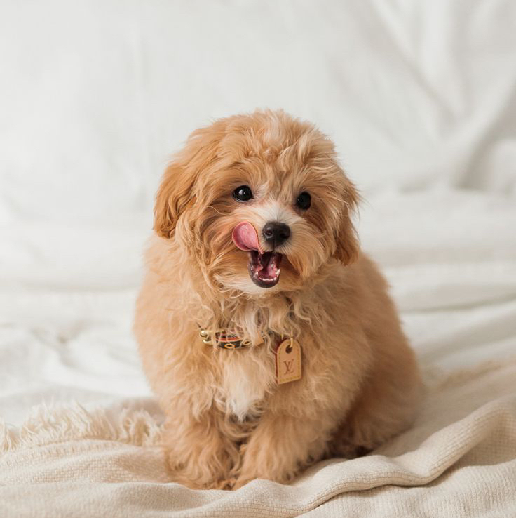 МальтиПу до 5кг - Комплекс Стрижка