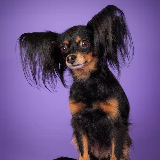 Той Терьер д/ш - Комплекс стрижка машинкой корпус и лапы