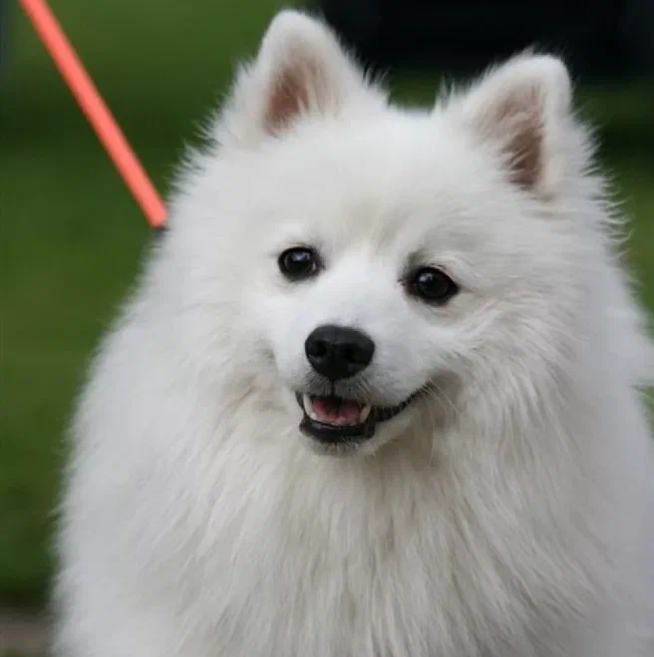 Шпиц Японский - Комплекс