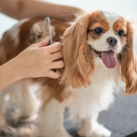 Разбор Колтунов/Доп вычес (забитый подшёрсток)