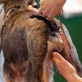 Гигиена Паха