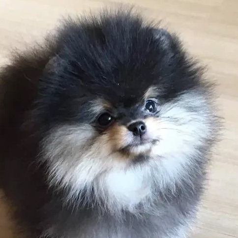 Шпиц Карлик Пом до 24см - Комплекс Укороченная