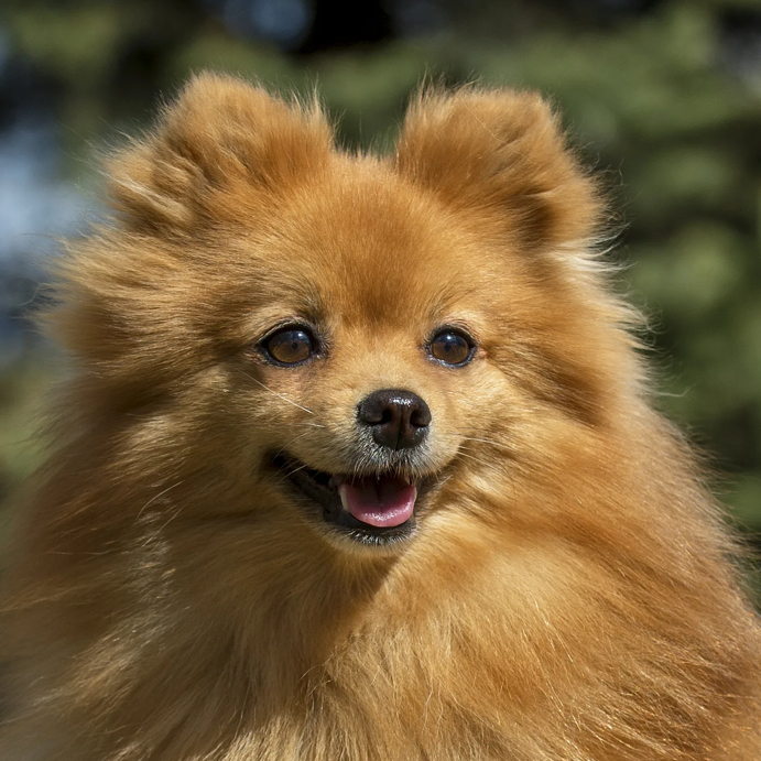 Шпиц Средний до 39см - Гигиена