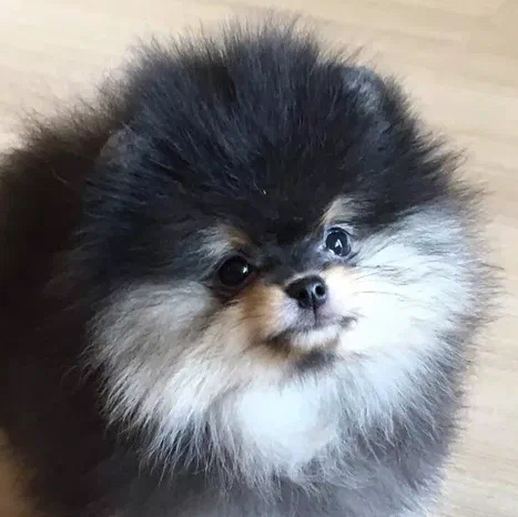 Шпиц Карликовый Пом до 24см - Гигиена