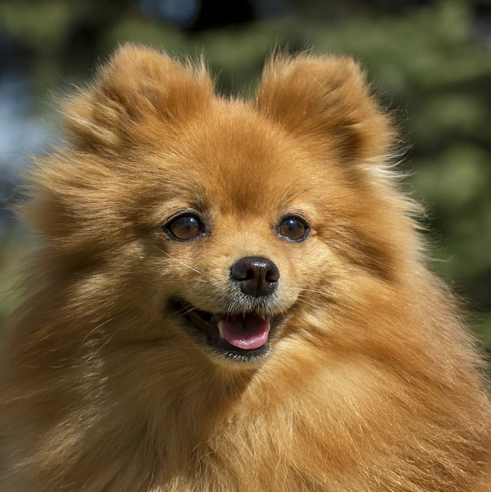 Шпиц Средний до 39см - Комплекс Породная (окантовка)