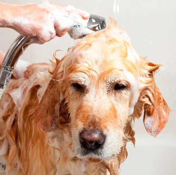 Шампунь -Обработка от блох