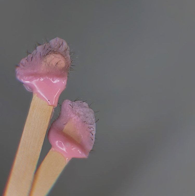 Ваксинг носа