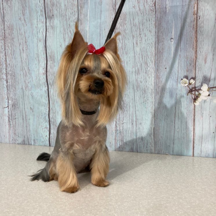 Йоркширский терьер