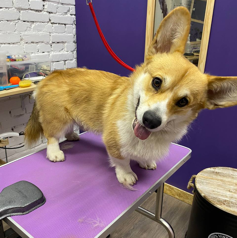 Вельш Корги  комплексный уход