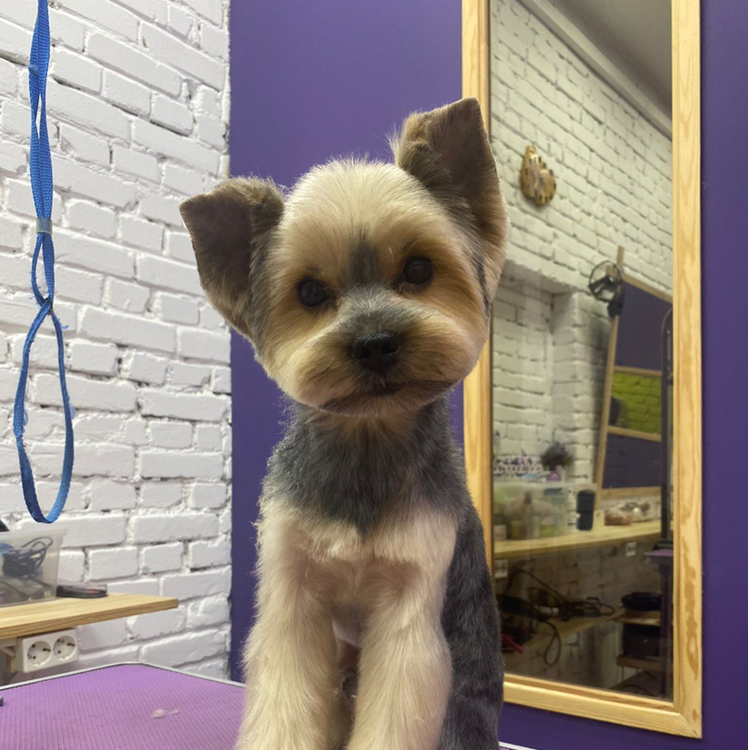 Йоркширский терьер комплексный уход ( до 4-х кг)