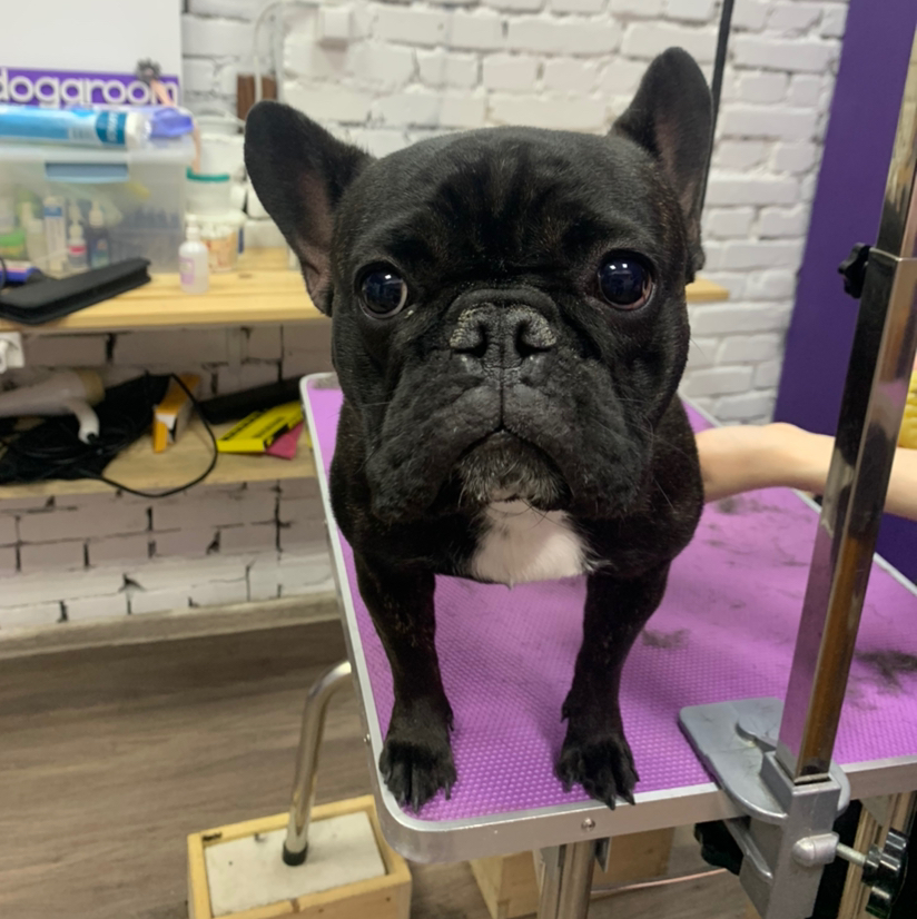 Французский бульдог(до 8 кг)