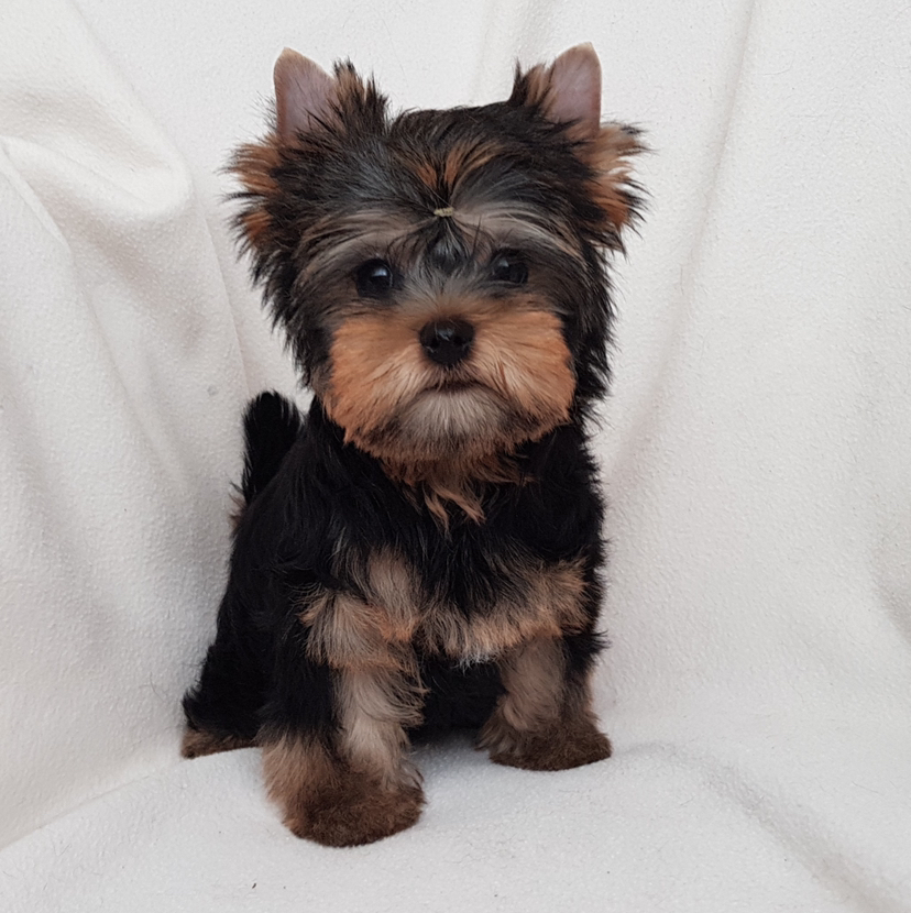 Йоркширский терьер щенок гигиенический уход( до 5 месяцев)