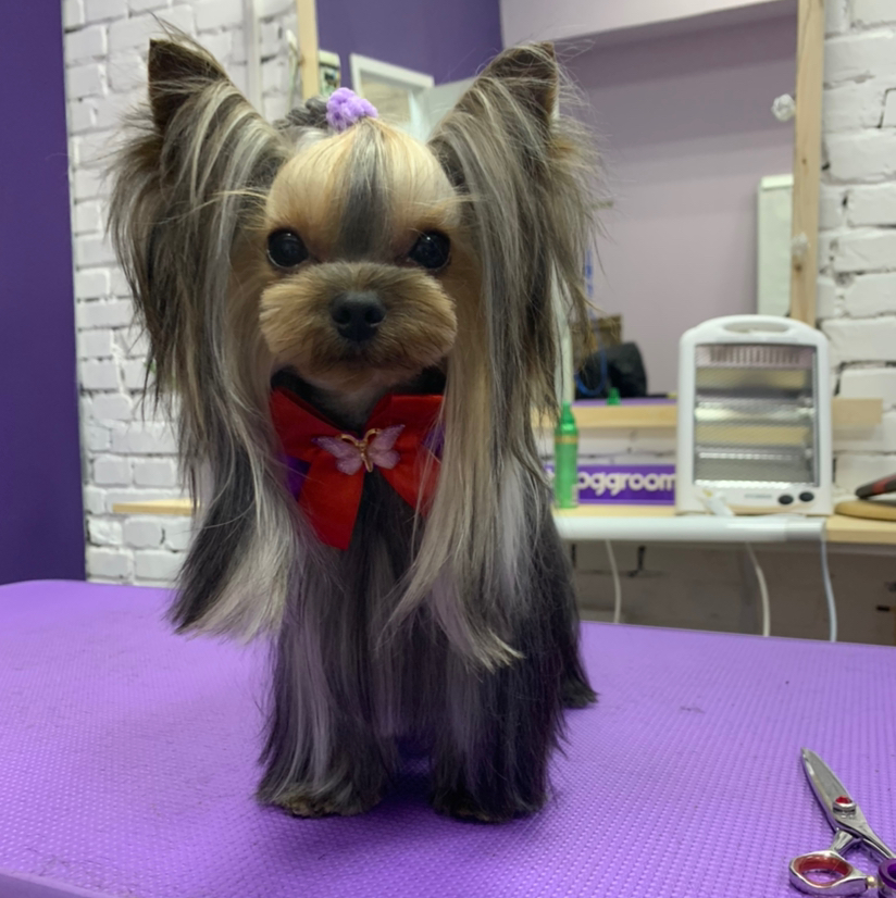 Йоркширский терьер/бивер йорк/голден йорк/биро йорк
 щенок комплексный уход +стрижка( 5мес-1год)