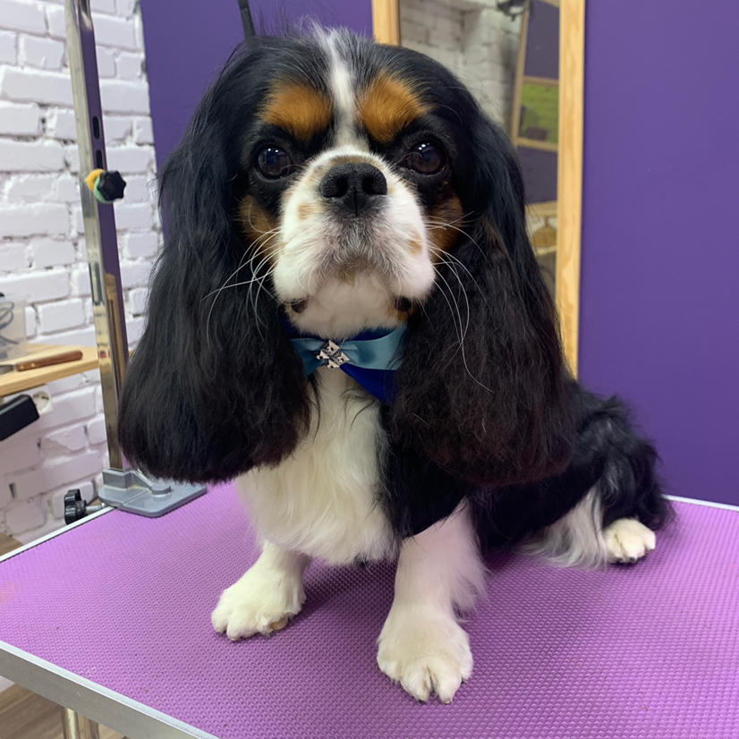 Кавалер Кинг Чарльз спаниель (до 8 кг) вычес+ модельная стрижка