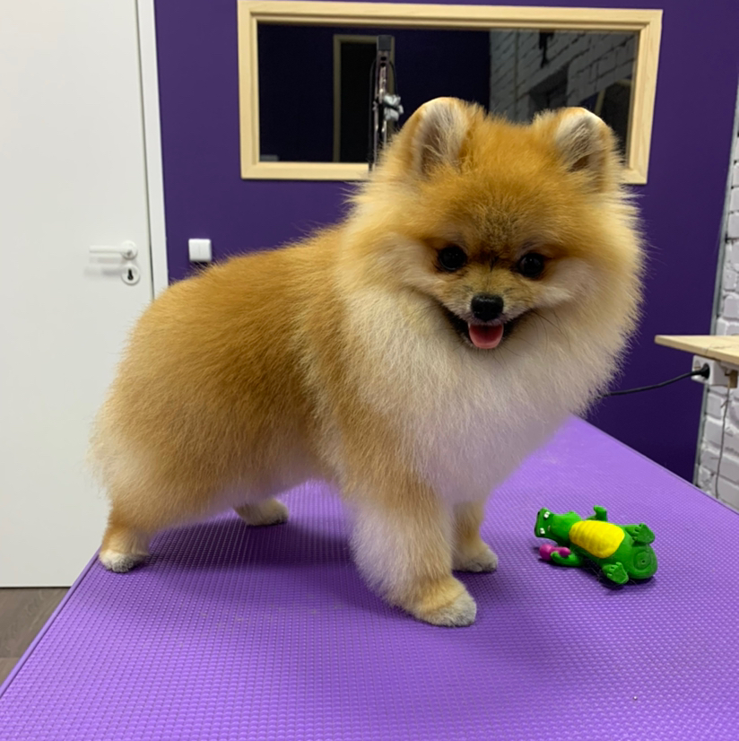 Шпиц мини комплексный уход + стрижка без колтунов (до 23 см в холке)