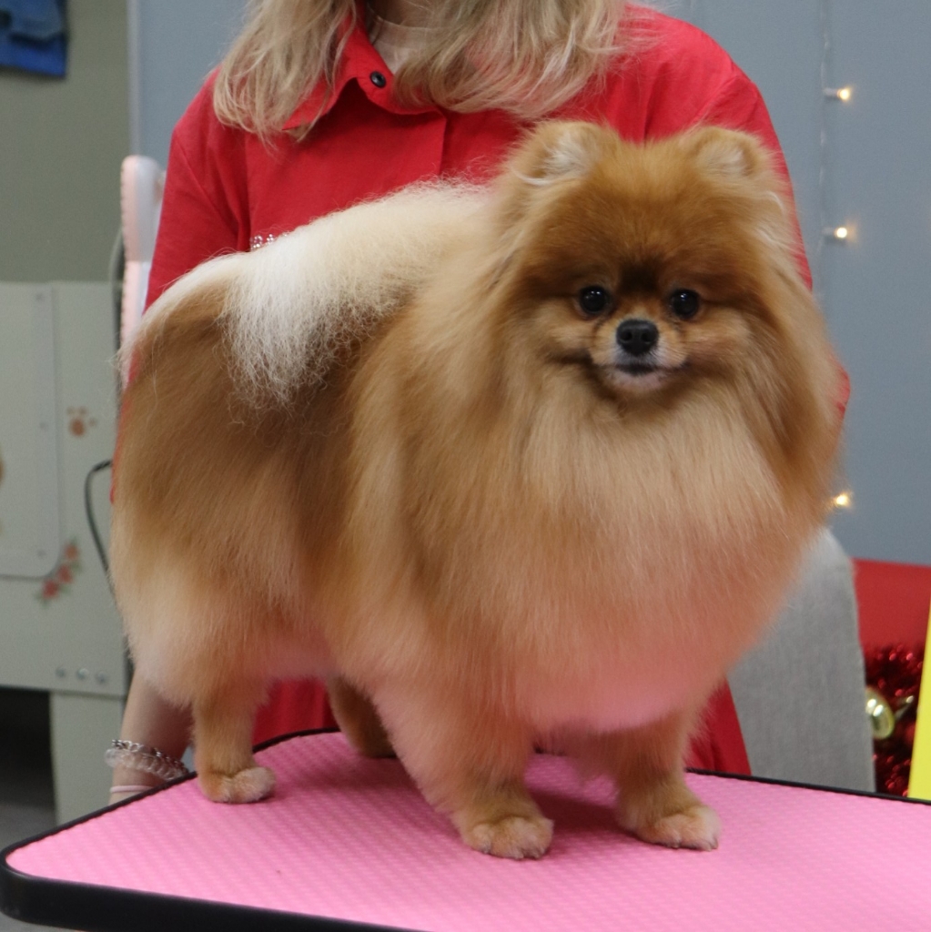 ОКОНТОВКА Шпиц