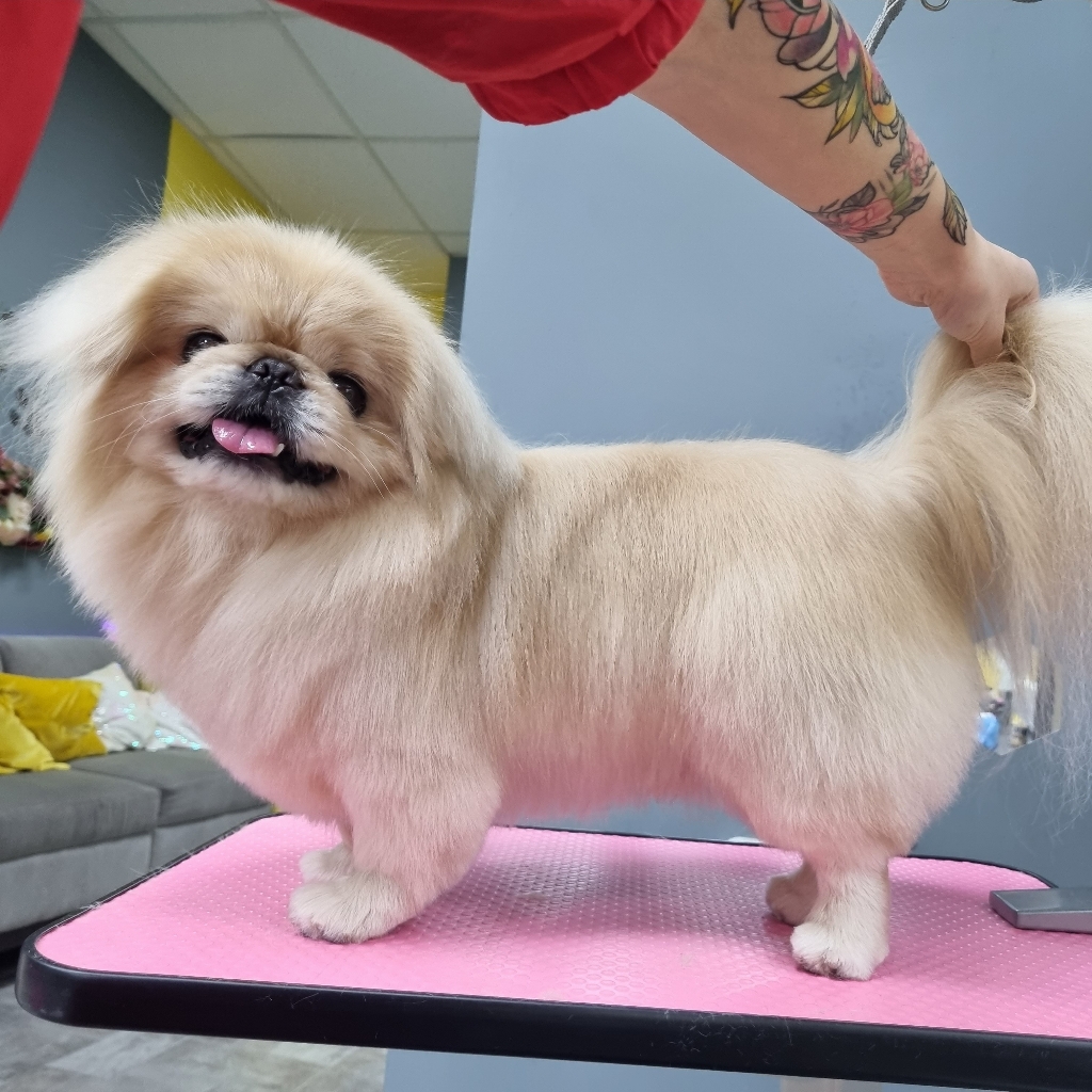 ОКОНТОВКА Пекинес