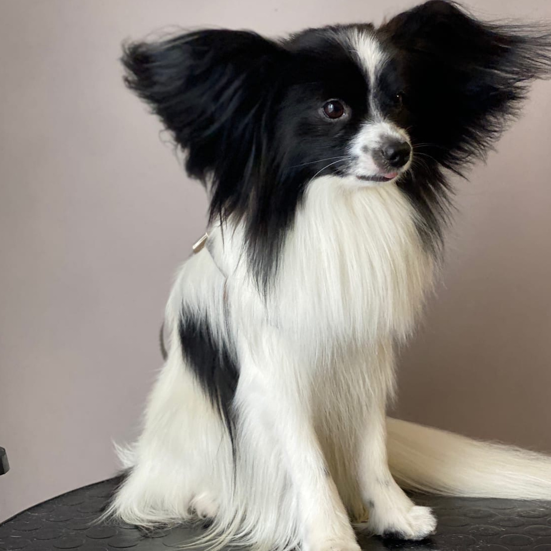 ПАПИЙОН Гигиена с мытьем (гигиенический комплекс)