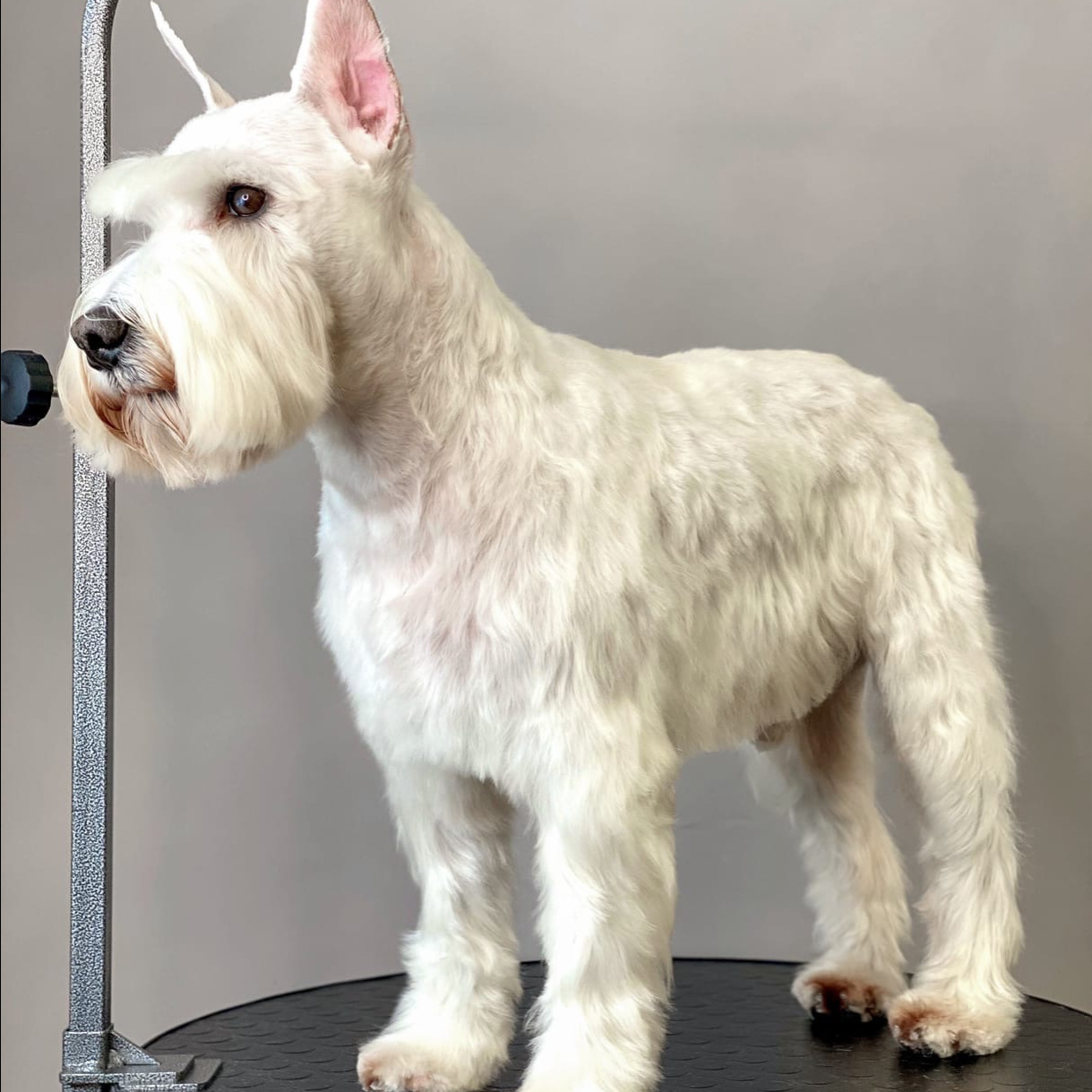 ЦВЕРГШНАУЦЕР корпус бреется под машинку (до 9.5мм)