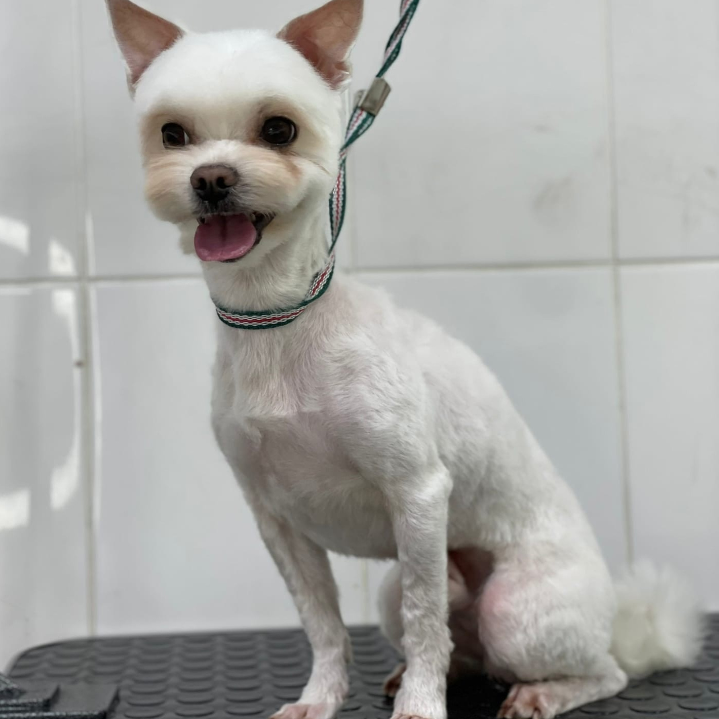 МАЛЬТЕЗ Бреется машинкой полностью, корпус и лапы под одну длину (до 9.5 мм)