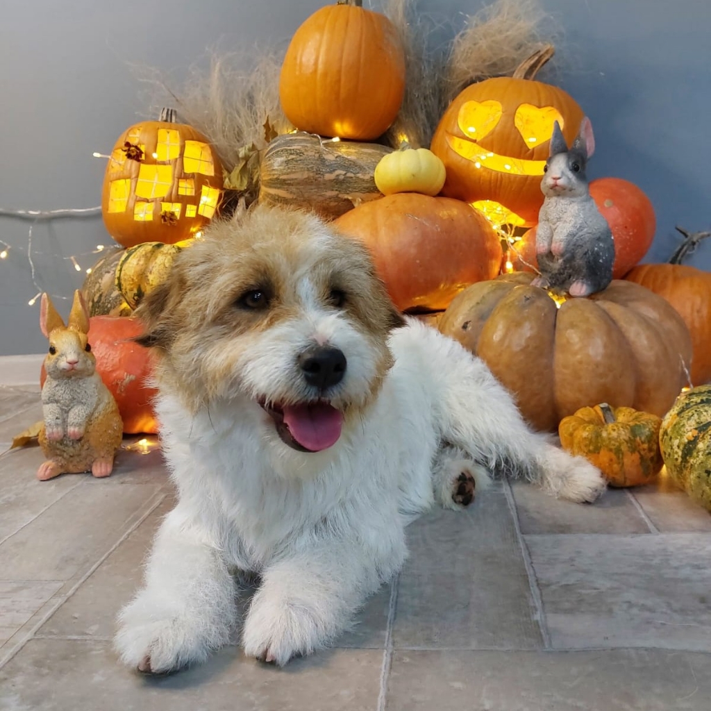 Тримминг Джек - рассел