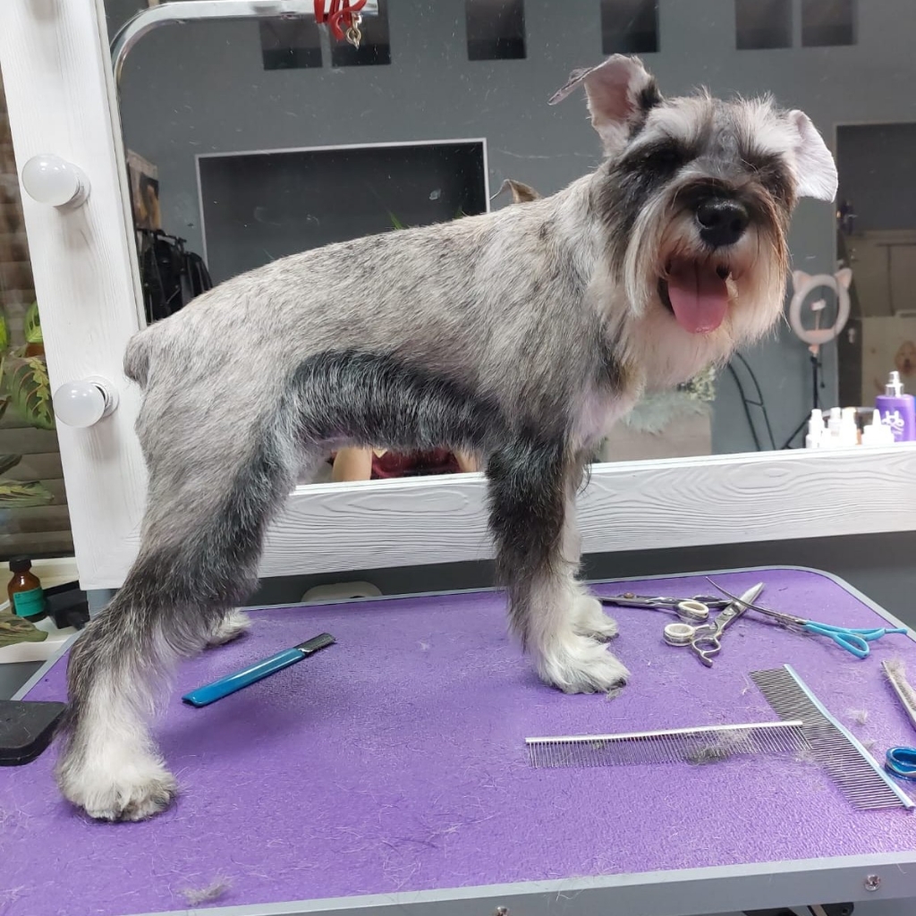 Тримминг Миттельшнауцер