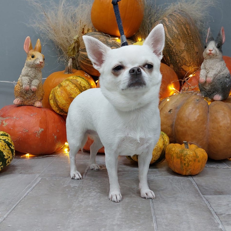 Экспресс-линька :Той-терьер, Чихуахуа