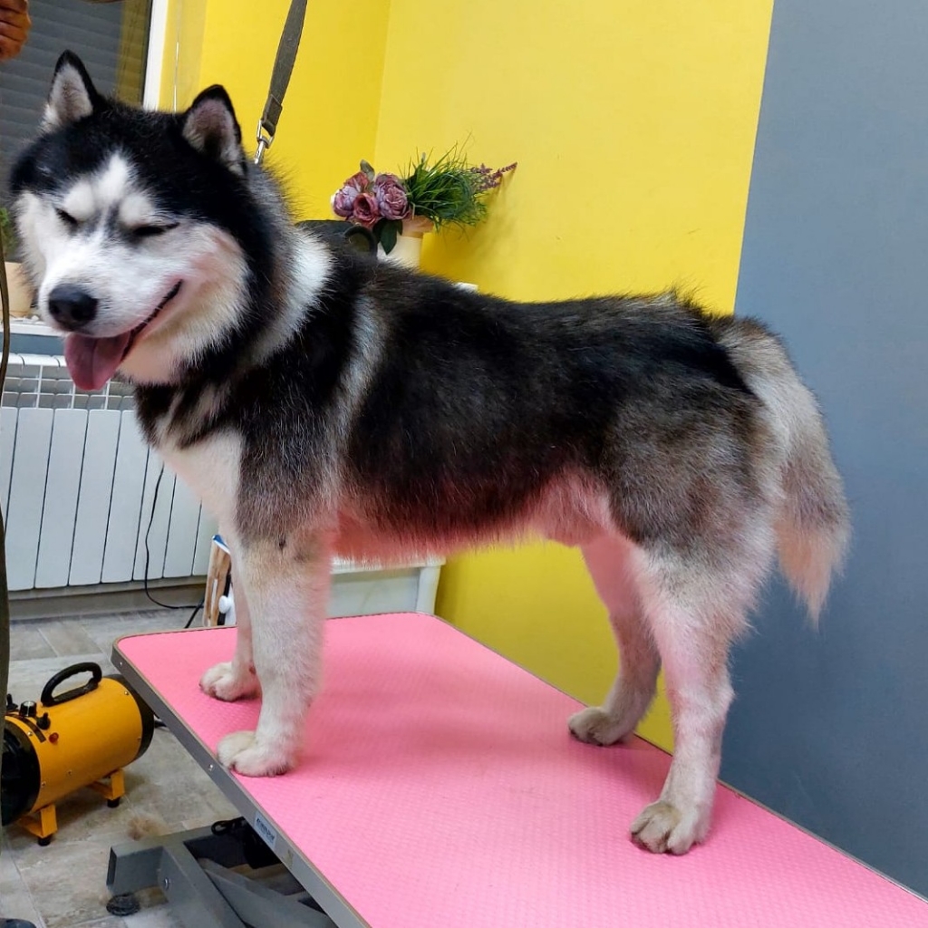 Экспресс-линька: Хаски