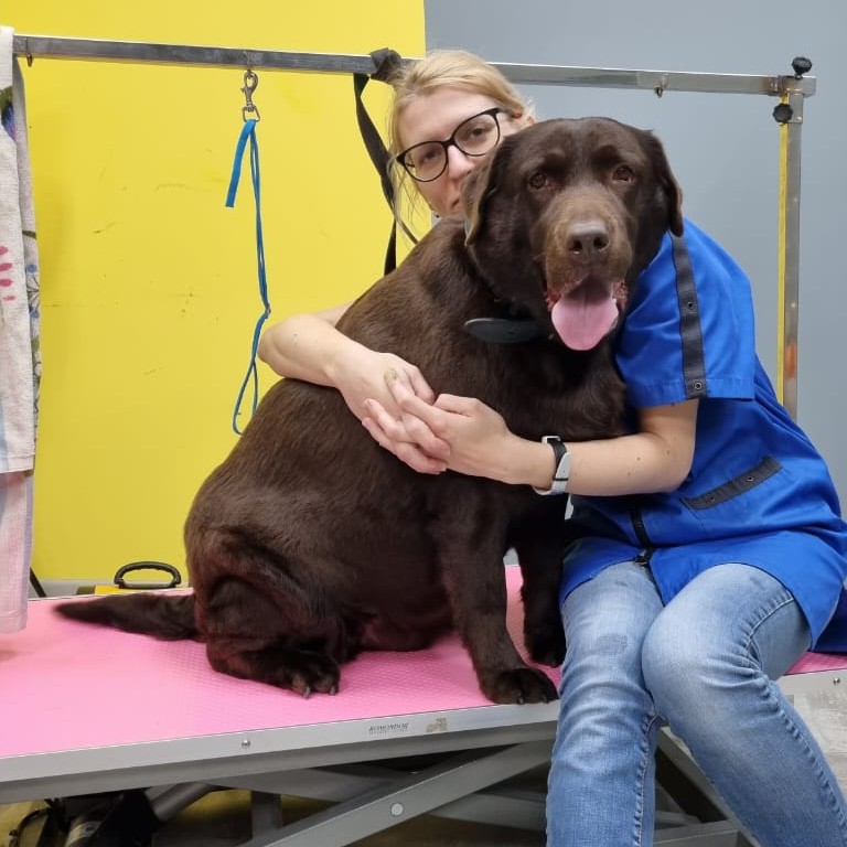 Экспресс-линька: Лабрадор-ретривер