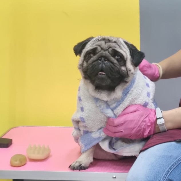 Экспресс-линька: Мопс