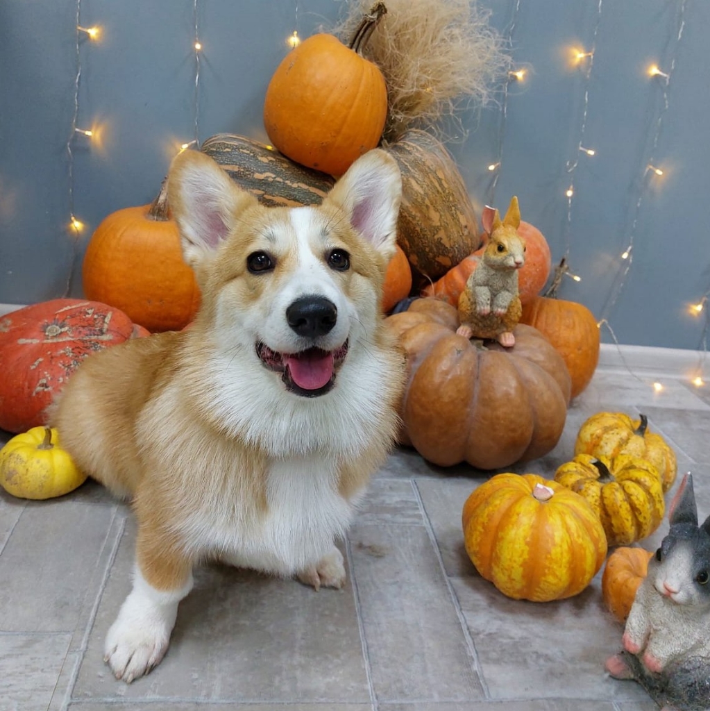 Экспресс-линька: Корги