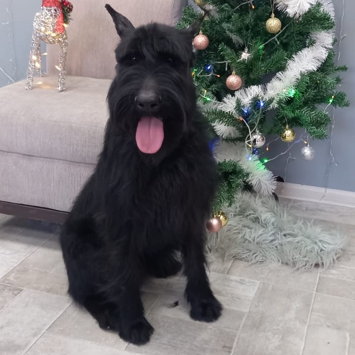 Тримминг Ризеншнауцер