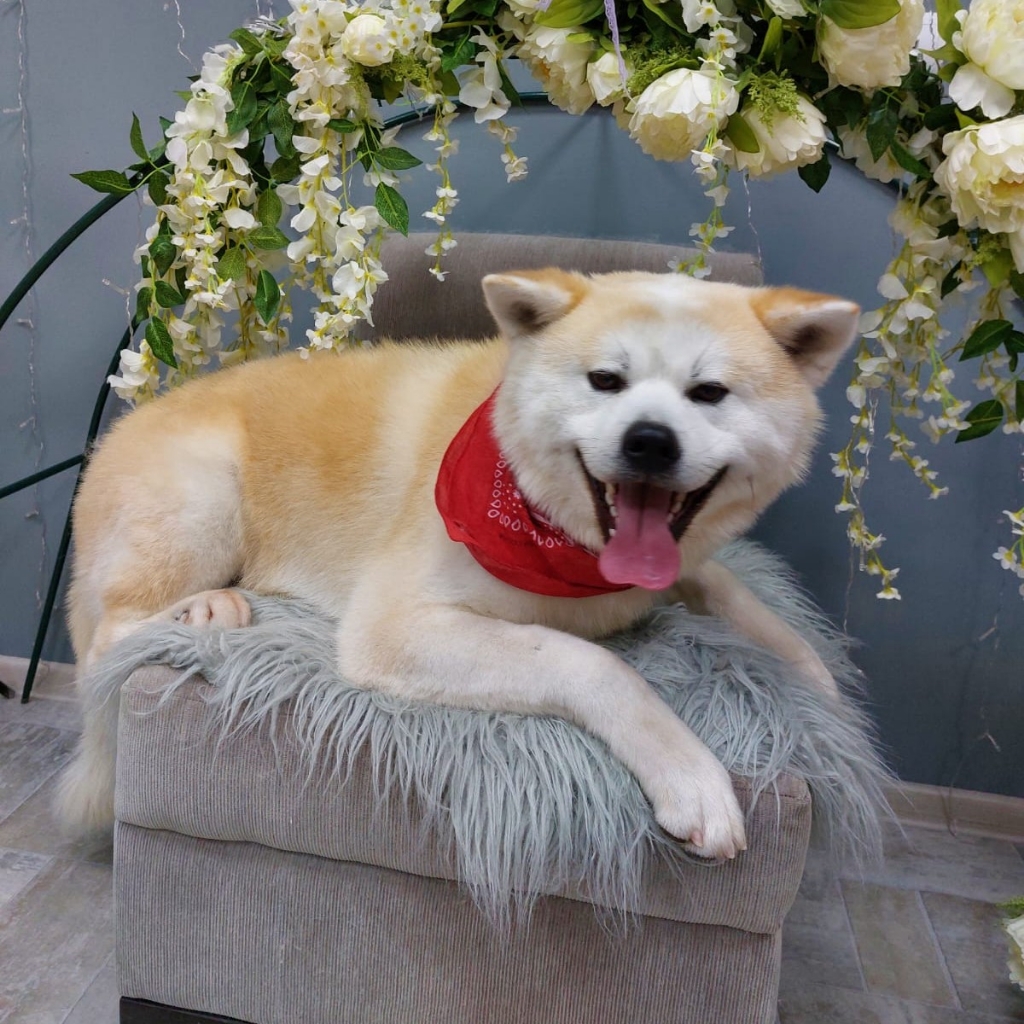 Экспресс-линька :Акита - ину