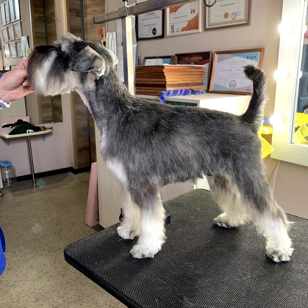 Тримминг Цвергшнауцер