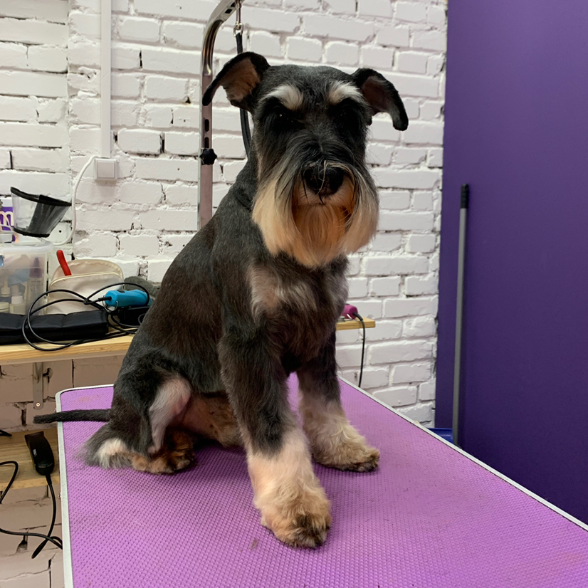 Цвергшнауцер модельная стрижка (без тримминга)