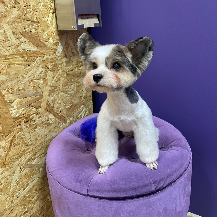 Бивер йорк комплексный уход + модельная стрижка ( без колтунов)