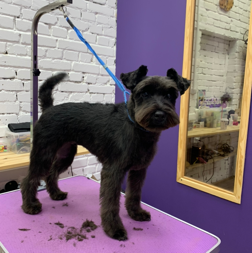 Шнауцер Тея  ( в холке 30-35 см)