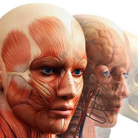 МИОФАСЦИАЛЬНО - БУККАЛЬНЫЙ МАССАЖ ЛИЦА