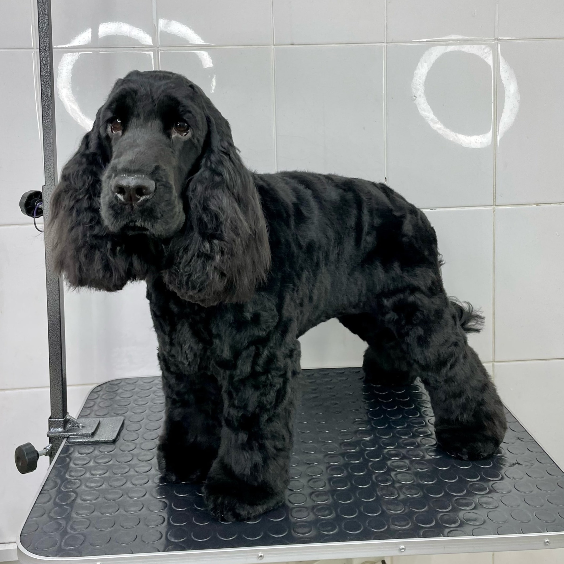 СПАНИЕЛЬ Корпус бреется под машинку, лапы ножницами