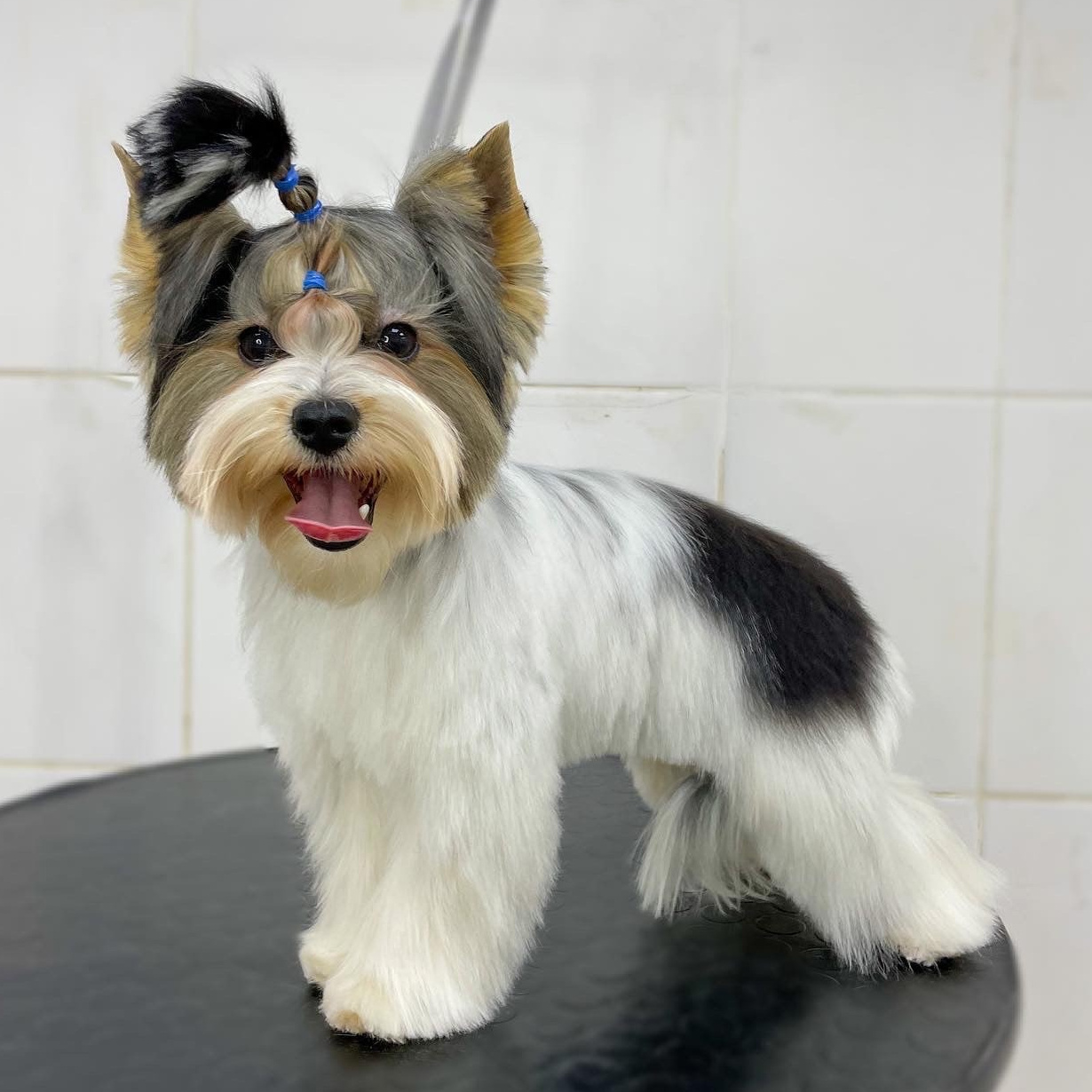 БИВЕР Корпус стрижется ножницами (от 2 см)