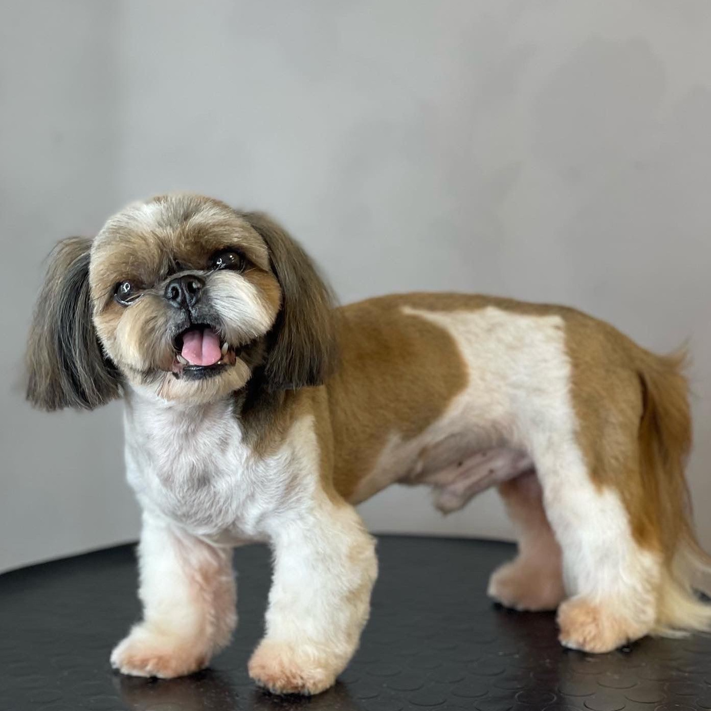 ШИТЦУ корпус бреется под машинку (до 9.5мм) лапы стригутся ножницами