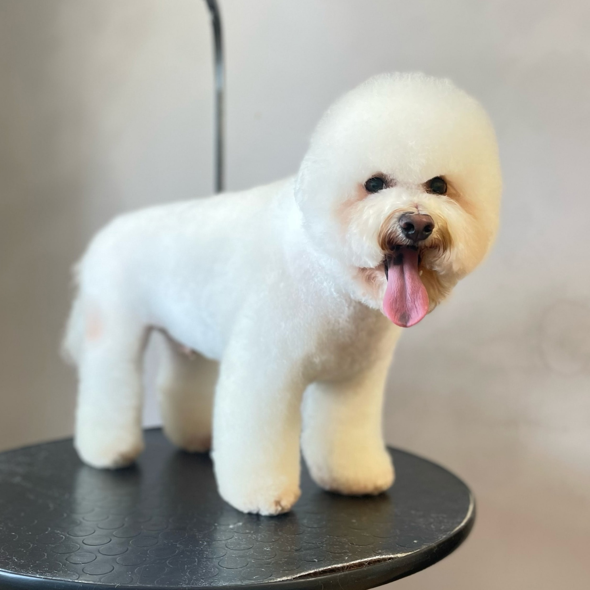 БИШОН корпус стрижется ножницами (от 2 см)